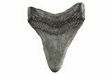 Fossil Megalodon Tooth - South Carolina #321336-1